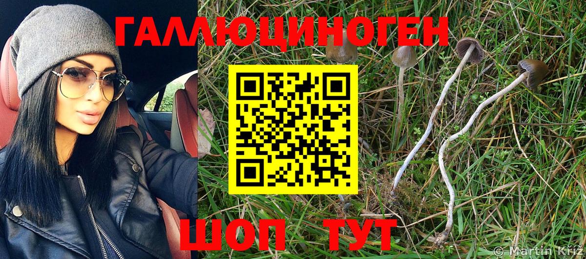 Галлюциногенные грибы Psilocybe Рязань
